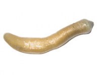 ESCA VIVA - 1 Kg di BIBI VENEZIANO DI COFFA