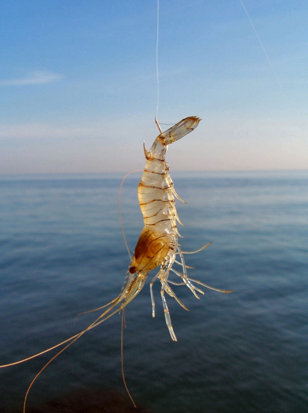 Scimmie Di Mare Gamberetti Vivi - Spedizione Gratuita Per I Nuovi Utenti -  Temu Italy